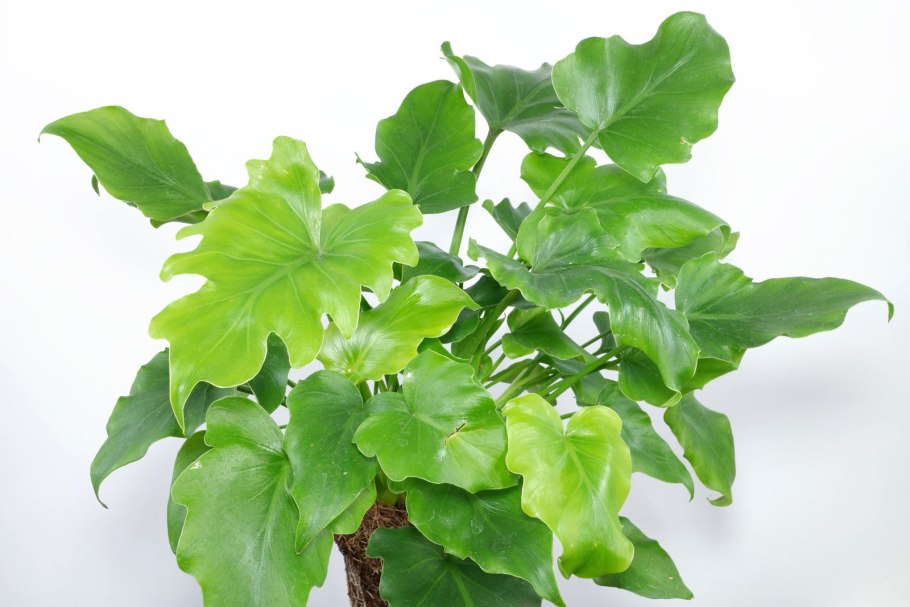 Филодендрон литтл хоуп