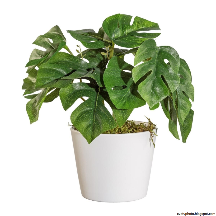 Комнатное растение филодендрон