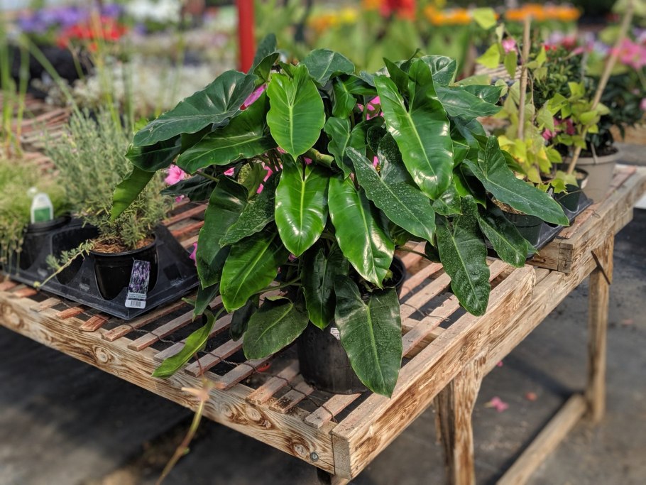 Филодендрон burle marx