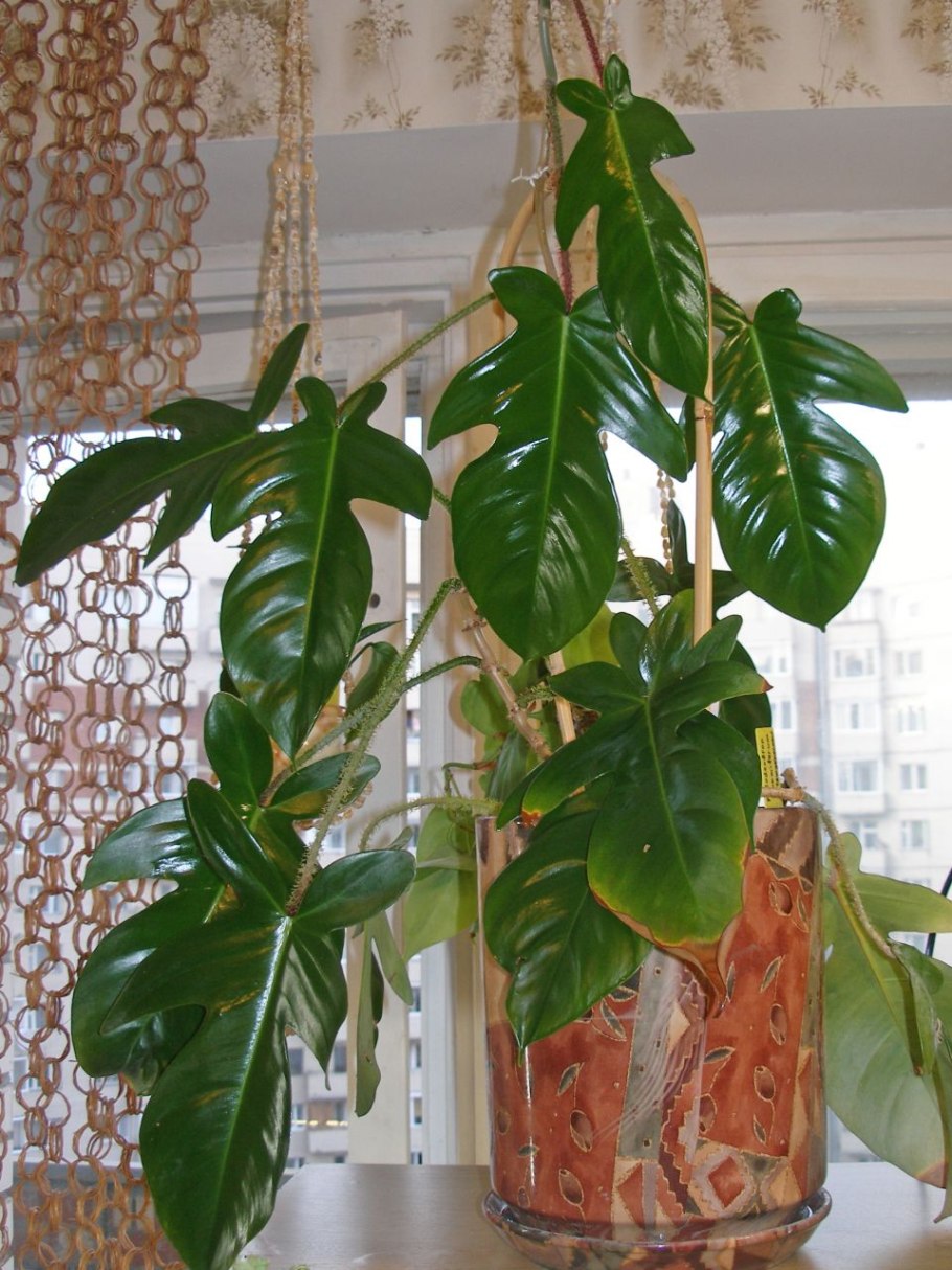 Филодендрон взрослое растение