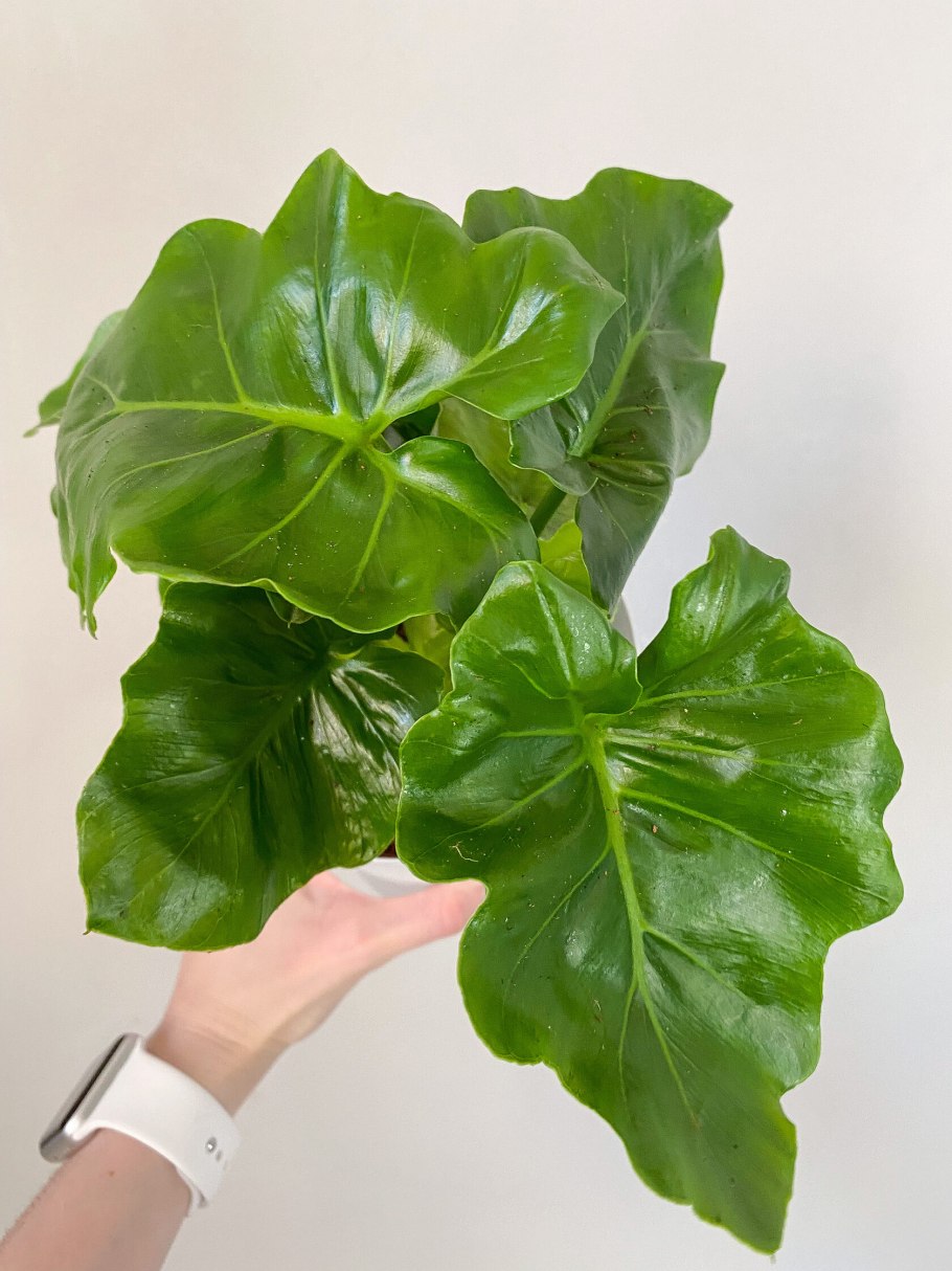 Филодендрон Лучистый