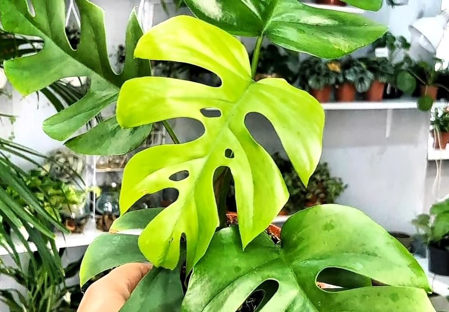Монстера минима рафидофора