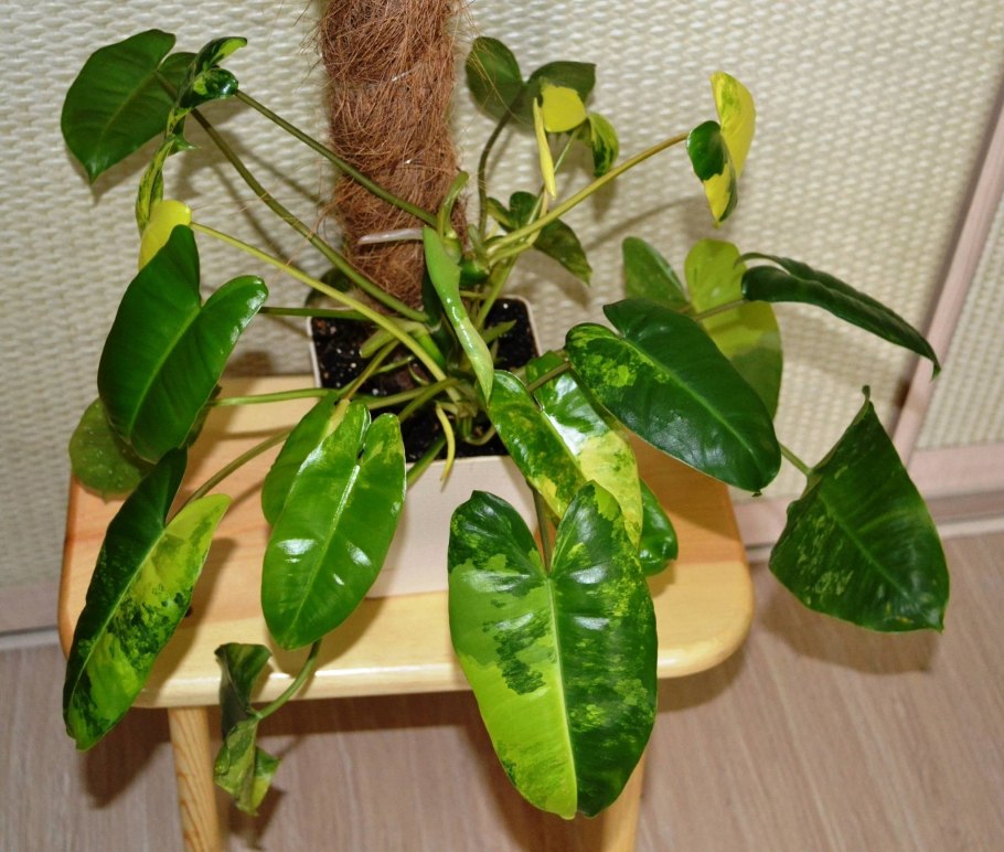 Филодендрон бурле маркс