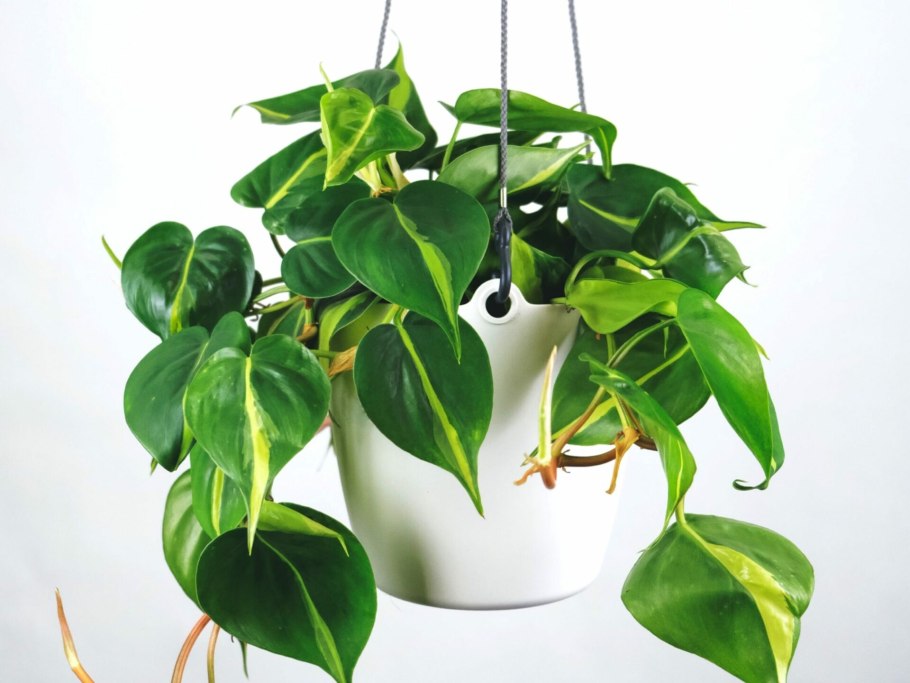 Филодендрон verrucosum