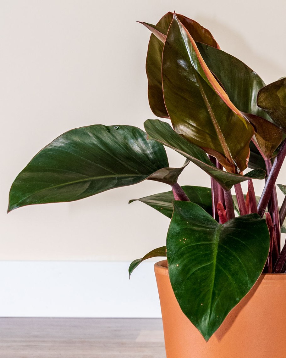Филодендрон конго ред
