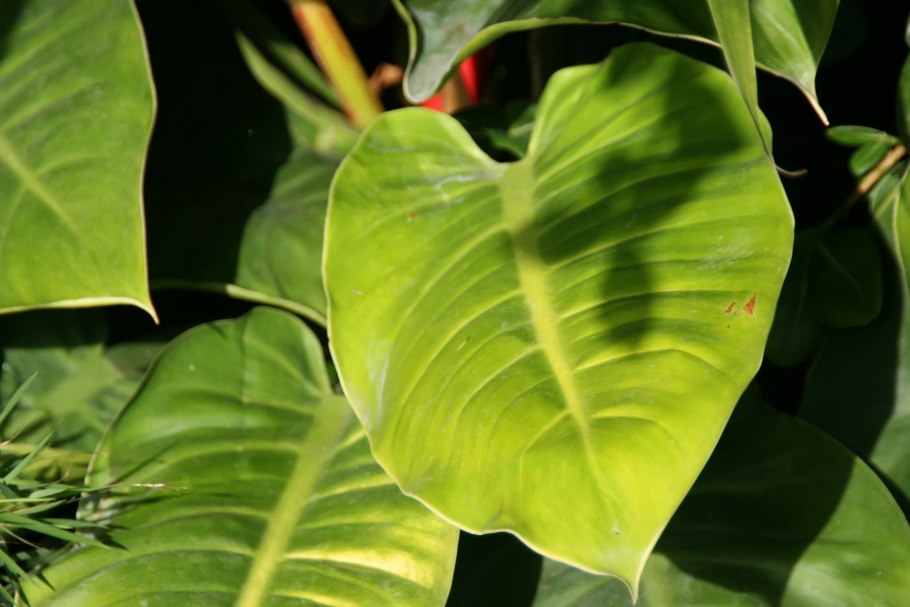 Филодендрон конго грин