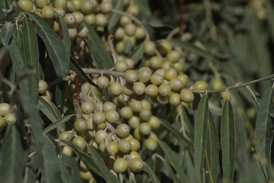 Повилика (Cuscuta)