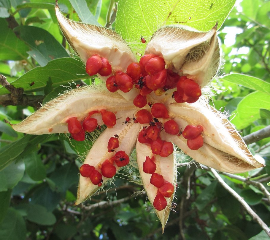 Тикодендрон