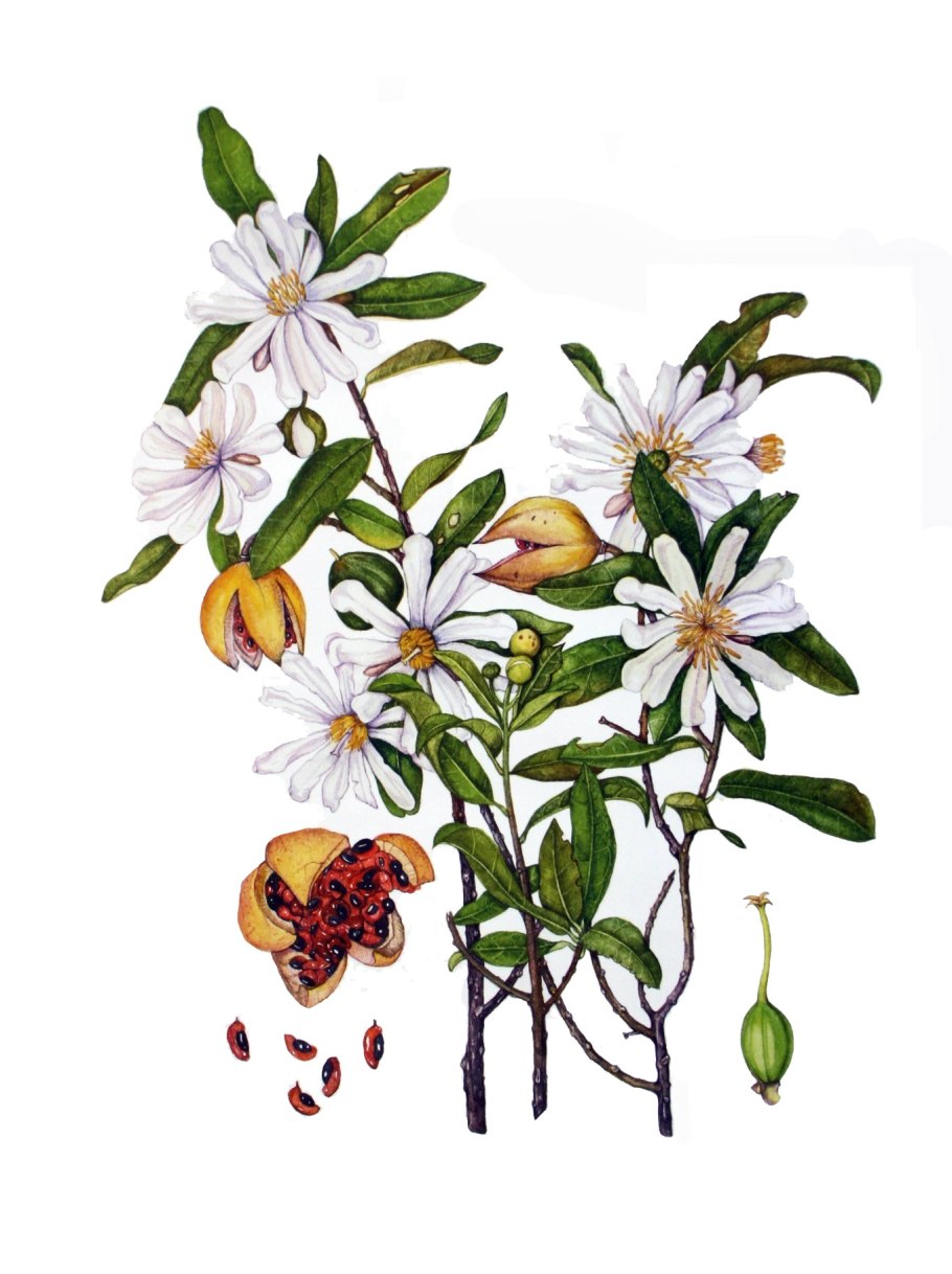 Флакуртия индийская