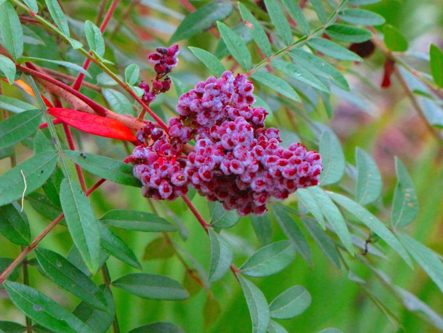 Rhus coriaria