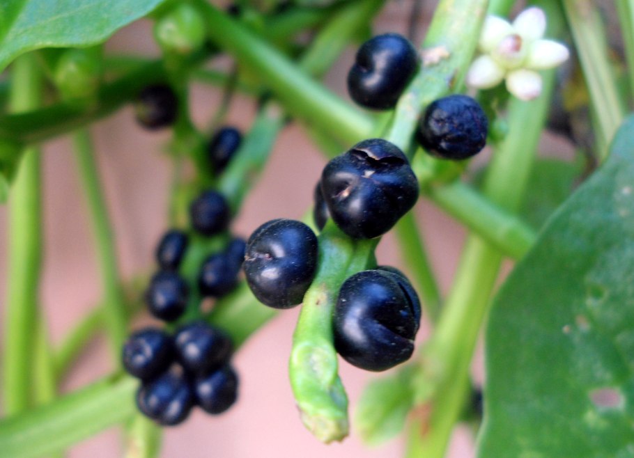 Сизигиум паникулата