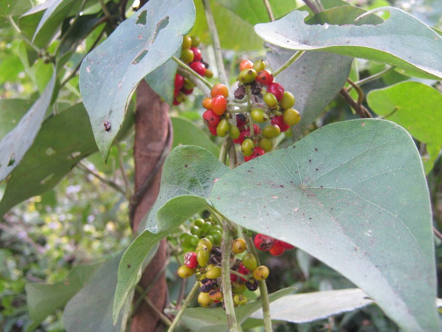 Лиана Буссенгольция