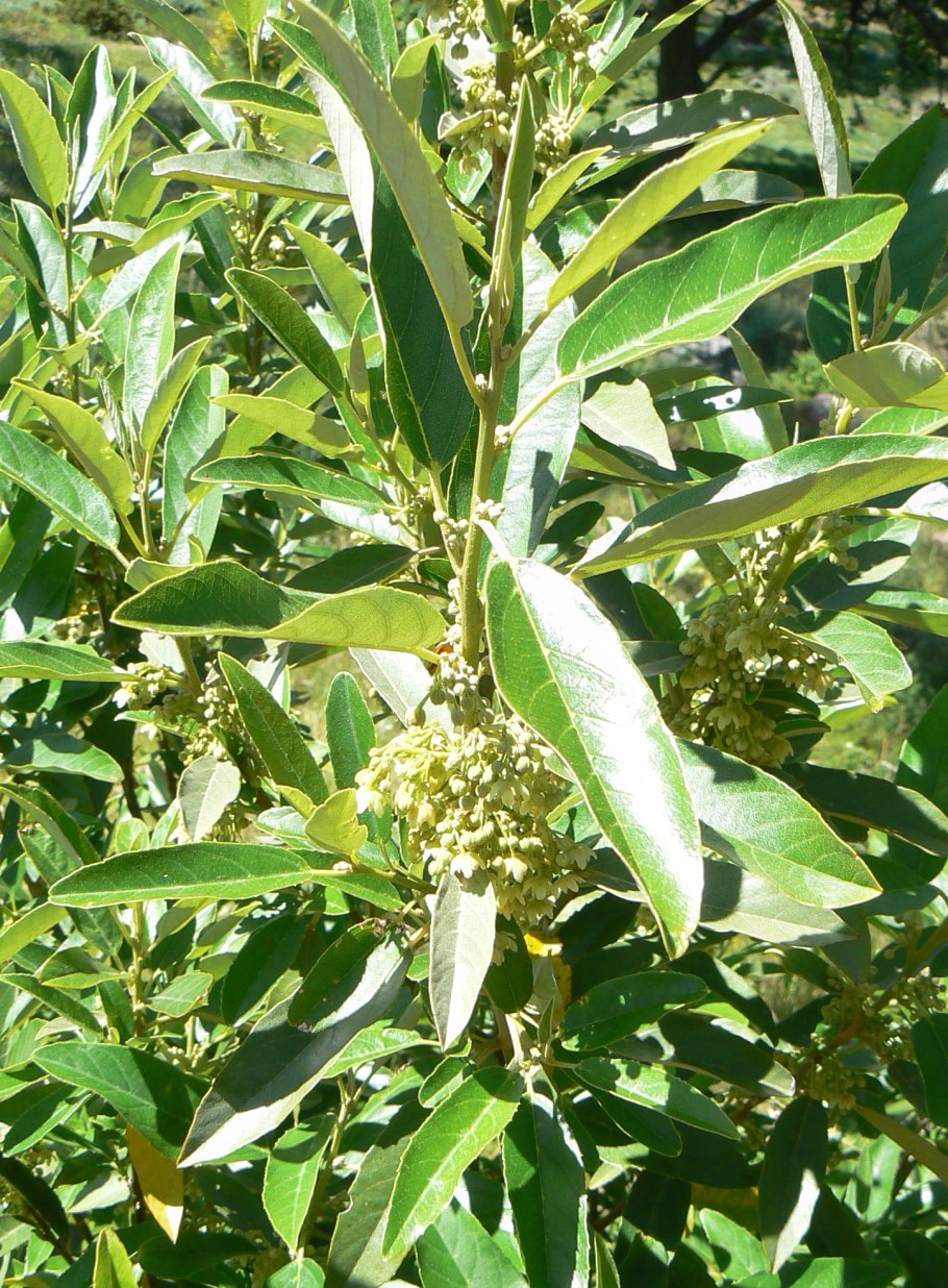 Лох узколистный Джида что это