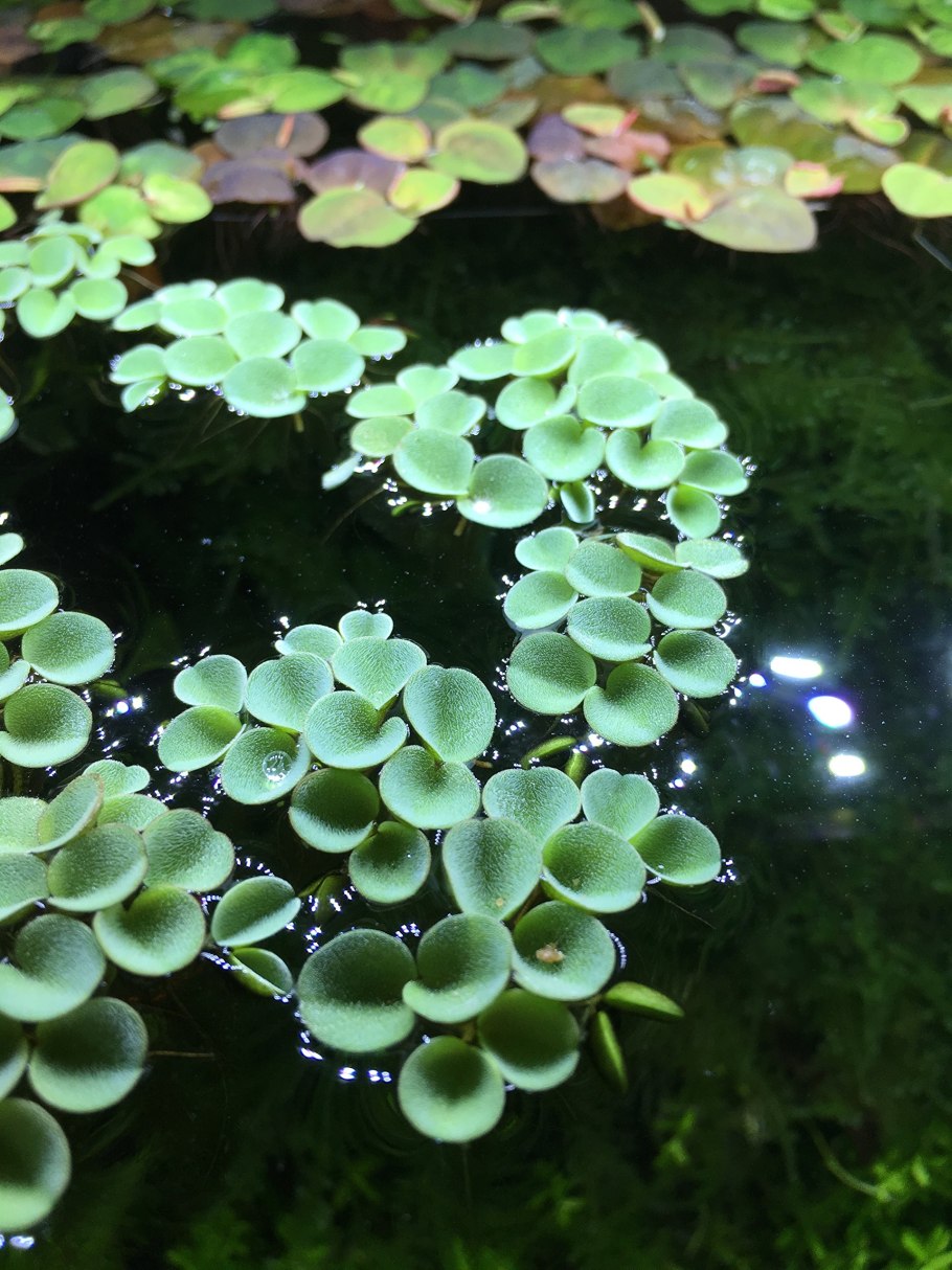 Папоротник Сальвиния ушастая