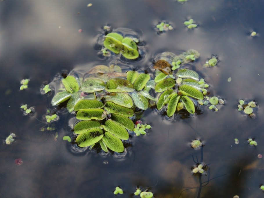 Сальвиния плавающая спорангии