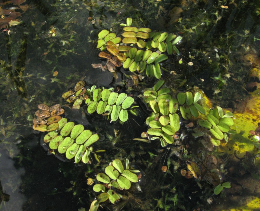 Сальвиния папоротник