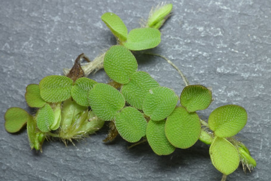 +Salvinia +minima +Baker