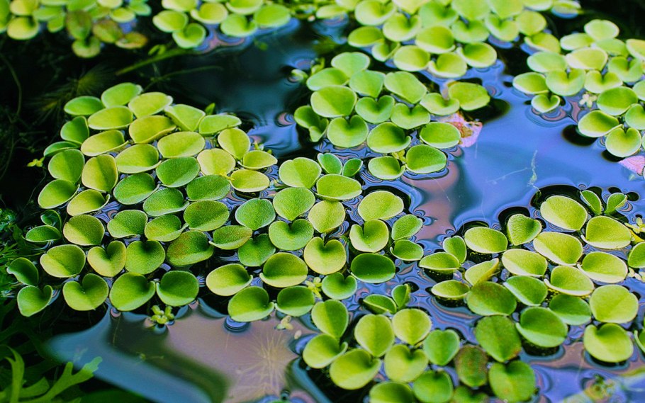 Папоротник Сальвиния