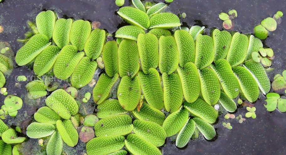 Папоротник сальвиния