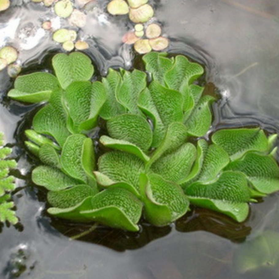 Ряска пистия водокрас
