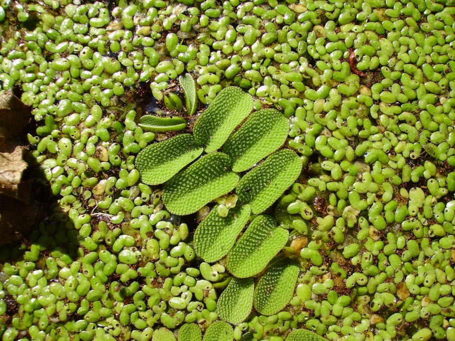 Сальвиния ушастая