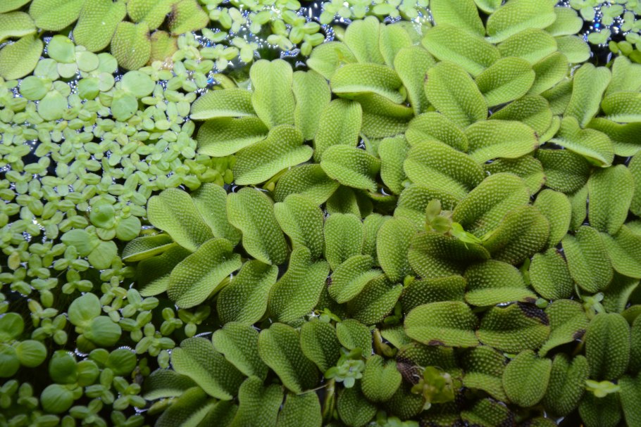 Папоротник Сальвиния