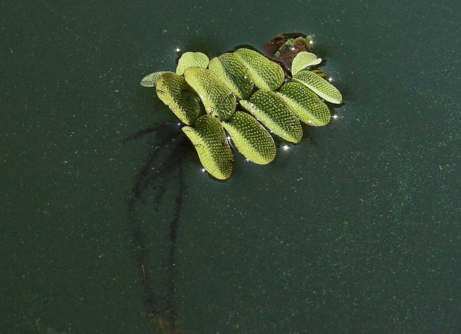 Сальвиния ушастая аквариумное растение