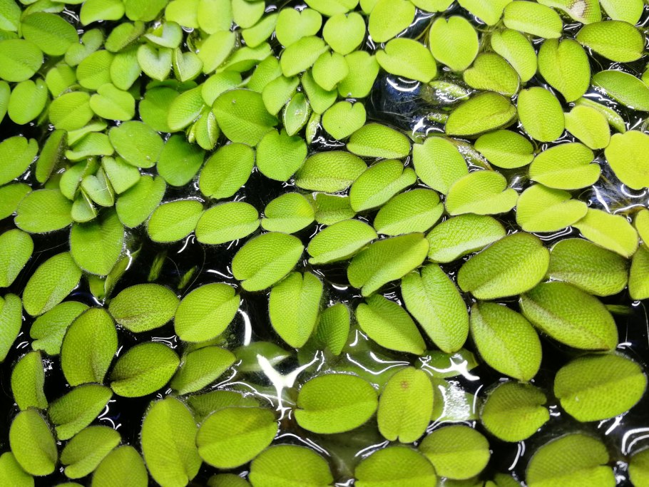 Аквариумное растение плавающее