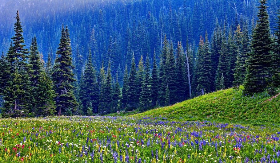 Луга тропа лес