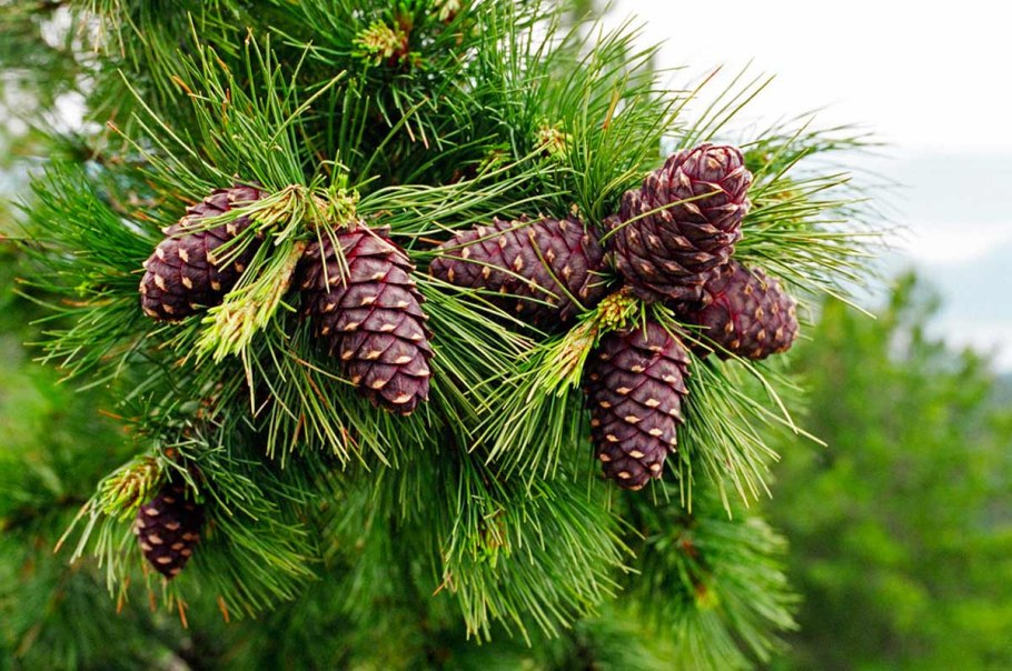 Хвойно широколиственные листопадные леса