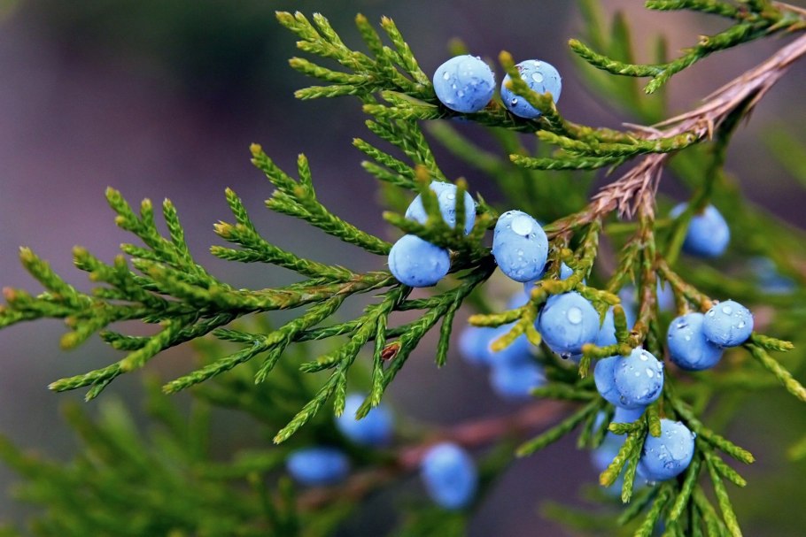 Ярусы соснового Бора