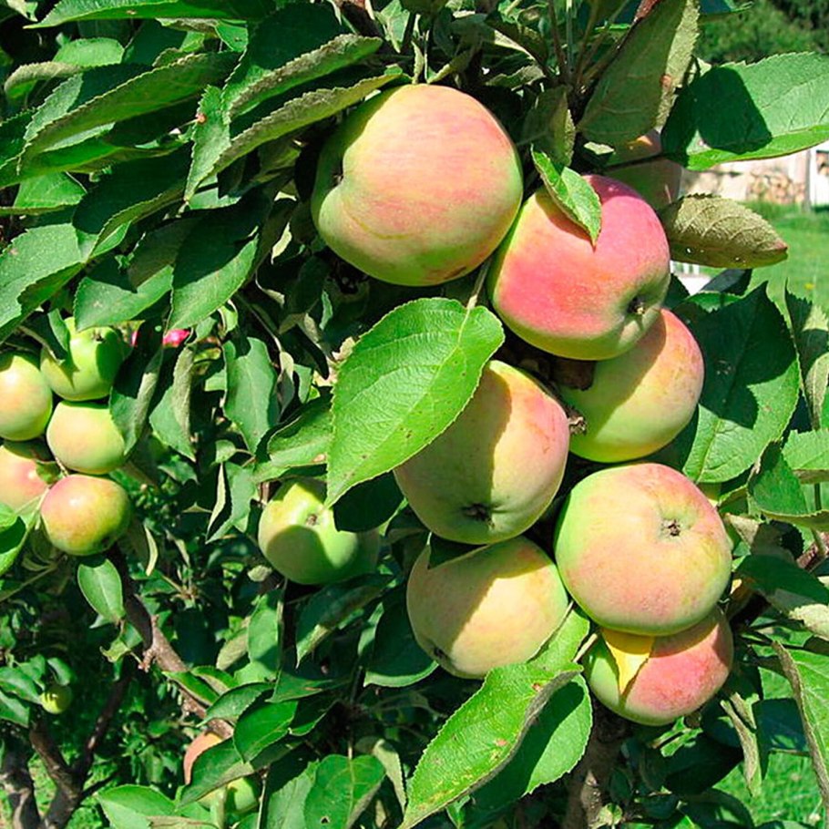 Яблоня колоновидная Останкино