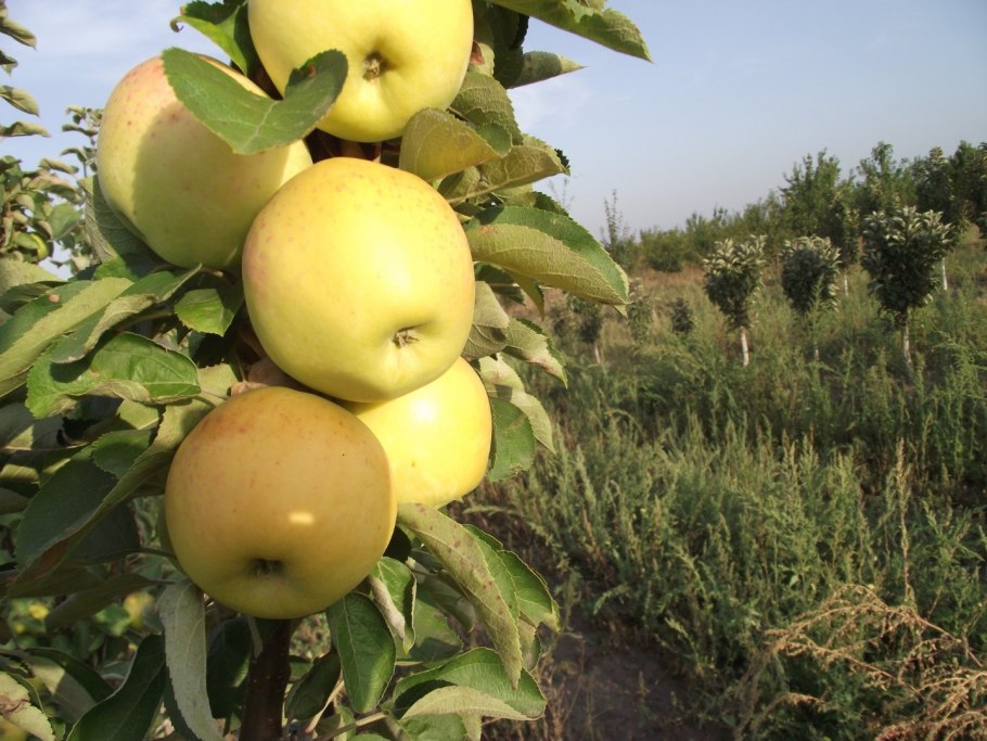 Яблоня колоновидная Малюха