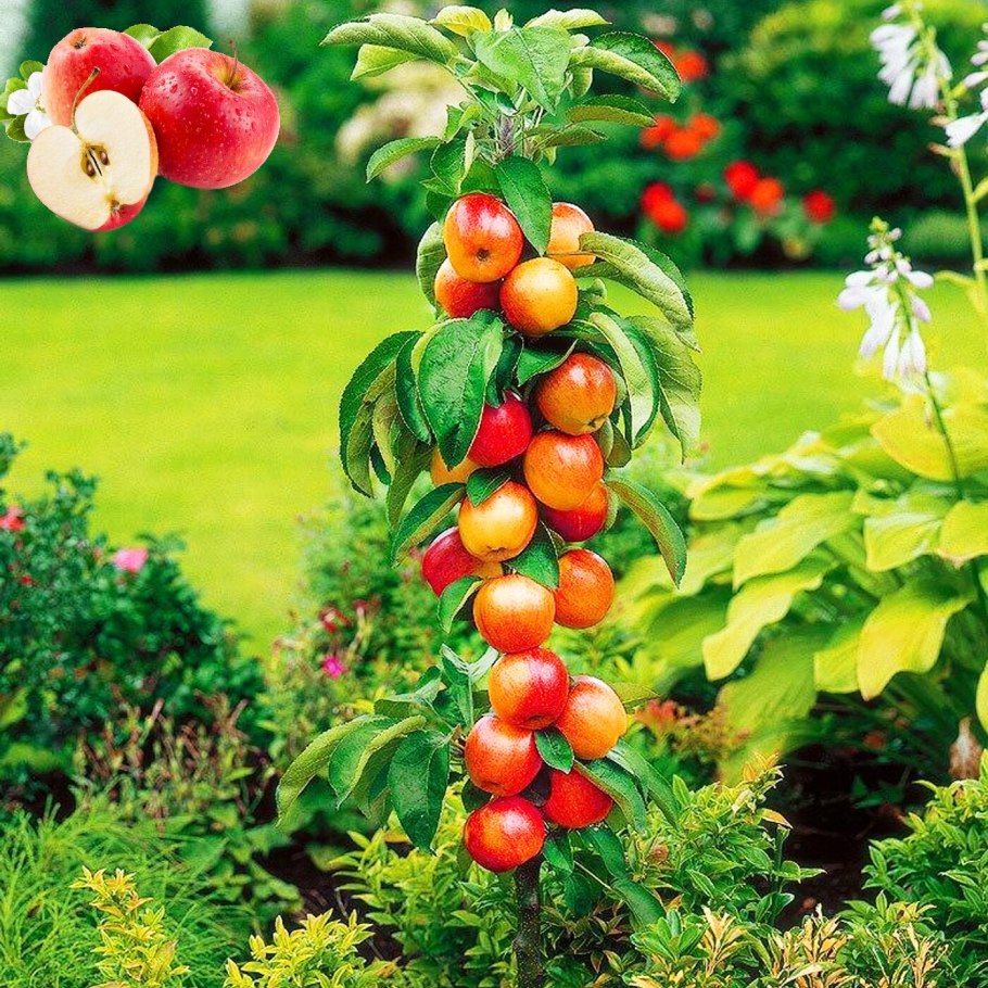 Яблоня колоновидная Медок