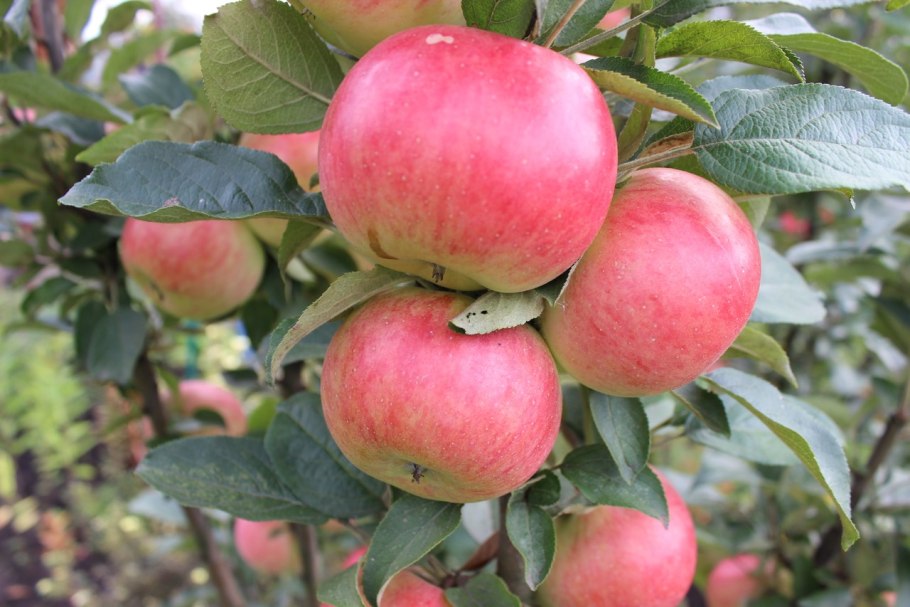 Яблоня Икша колоновидная