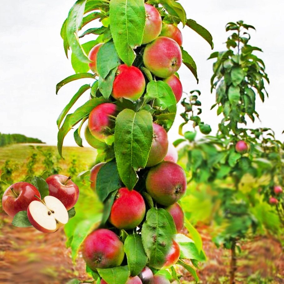Яблоня Трайдент колоновидная