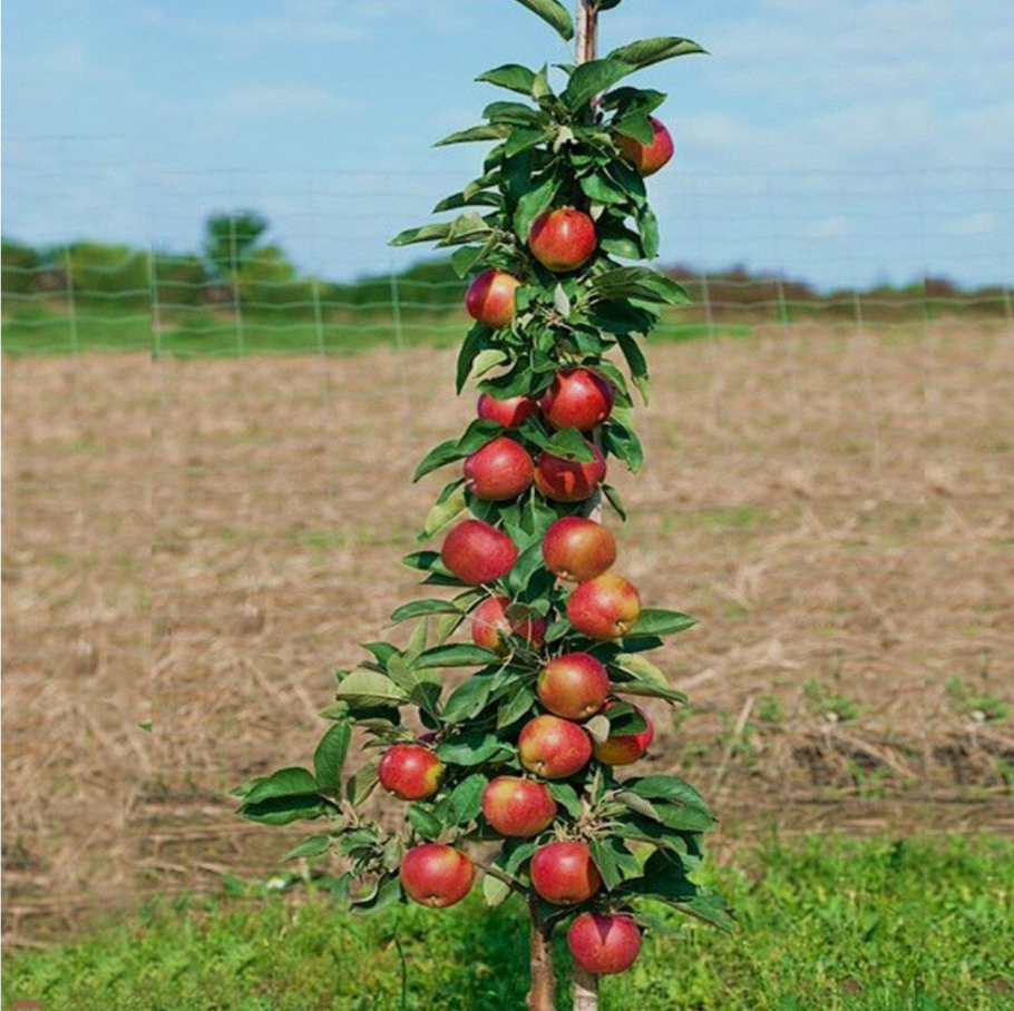 Яблоня колонновидная Арбат