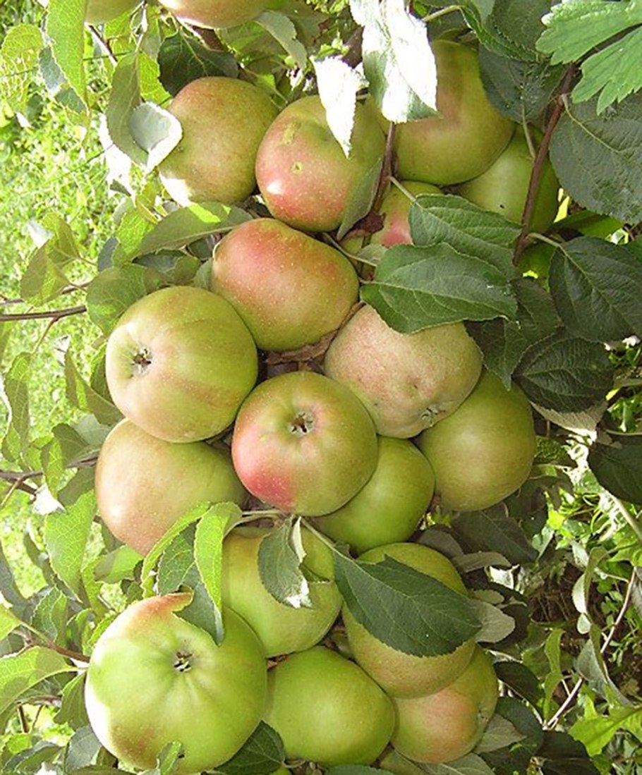 Яблоня колоновидная президент