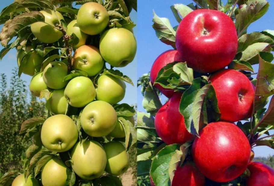 Яблоня колоновидная Есения