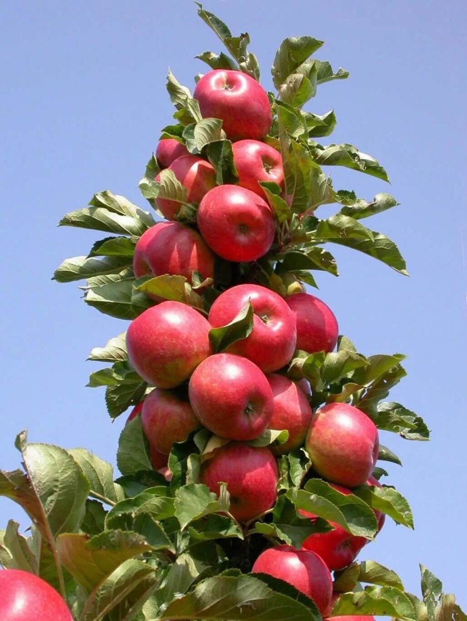 Груша колоновидная г1