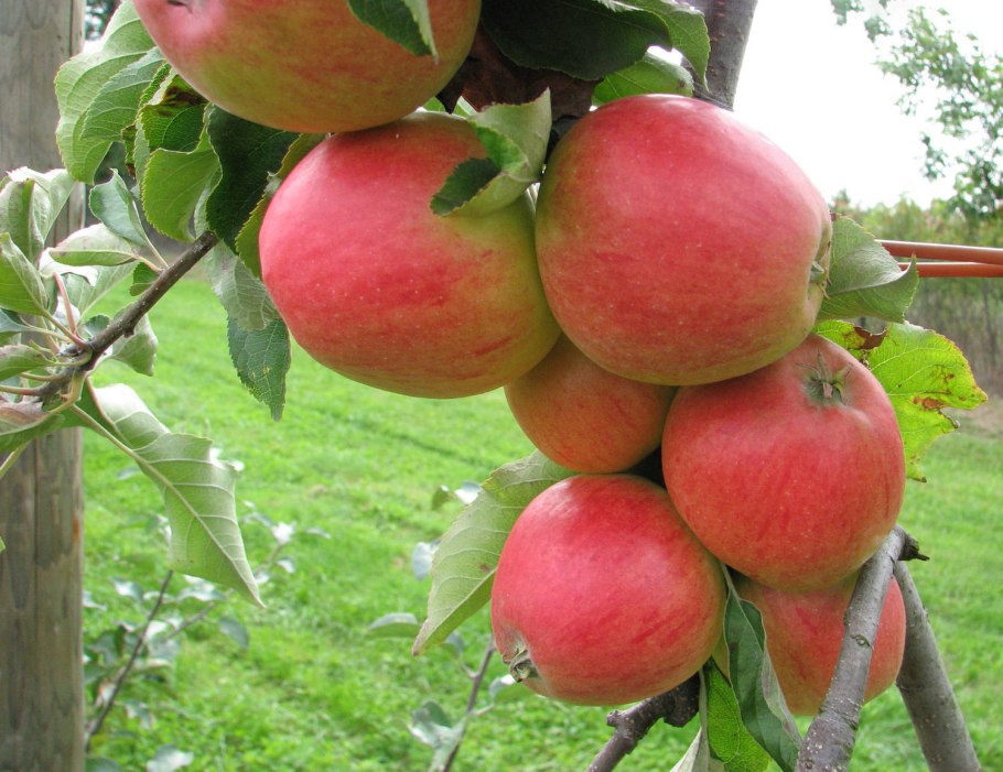Яблоня Приокское