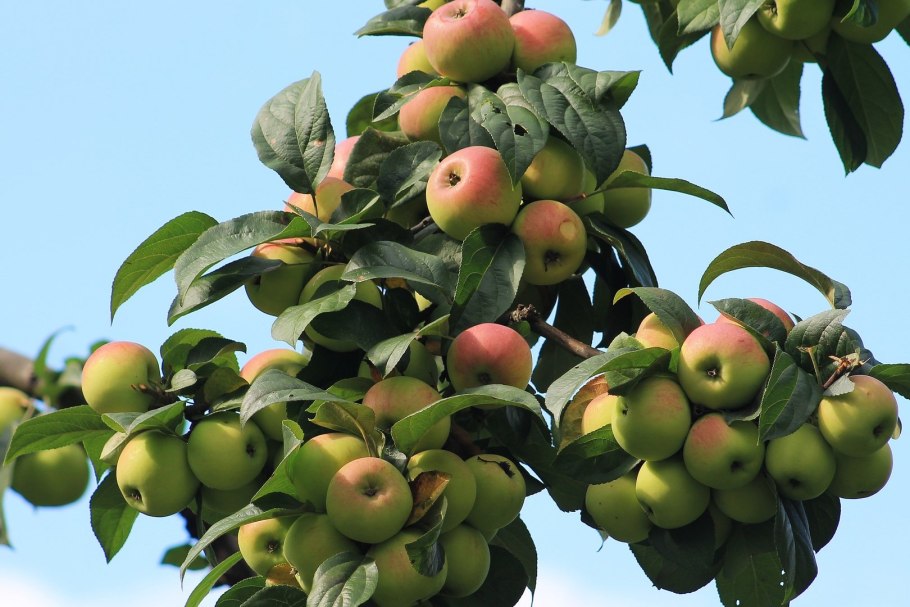 Яблоня Арбат колоновидная