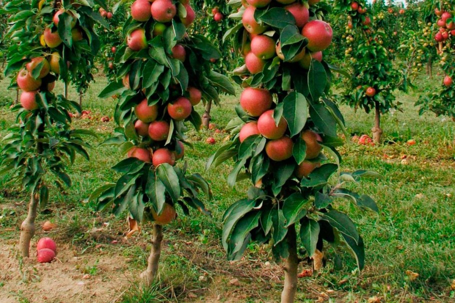 Яблоня колонновидная Есения