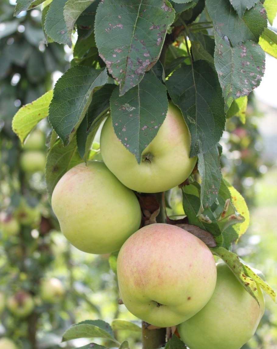 Колоновидные яблони президент
