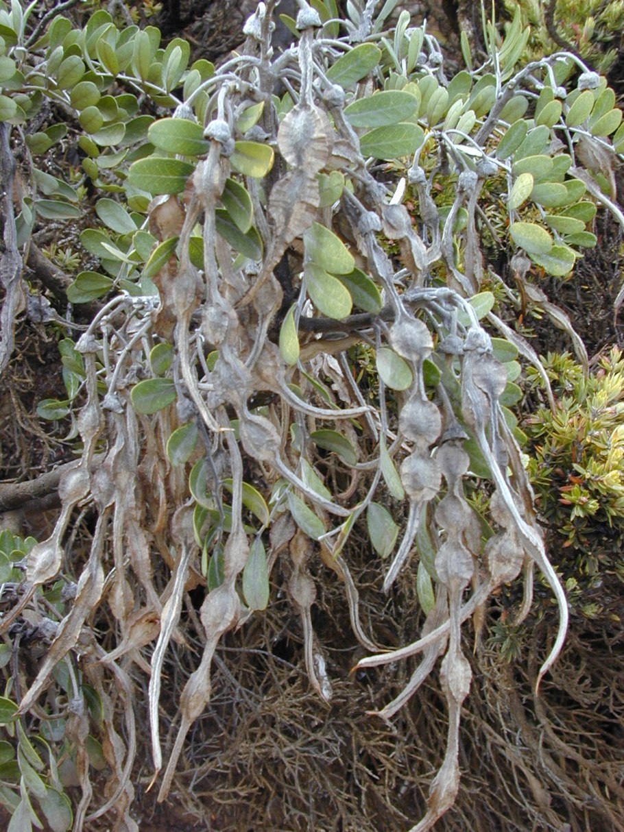 Растение софора тетраптера