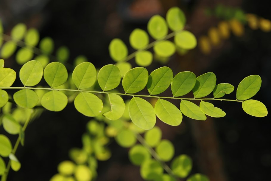 Цвет софоры