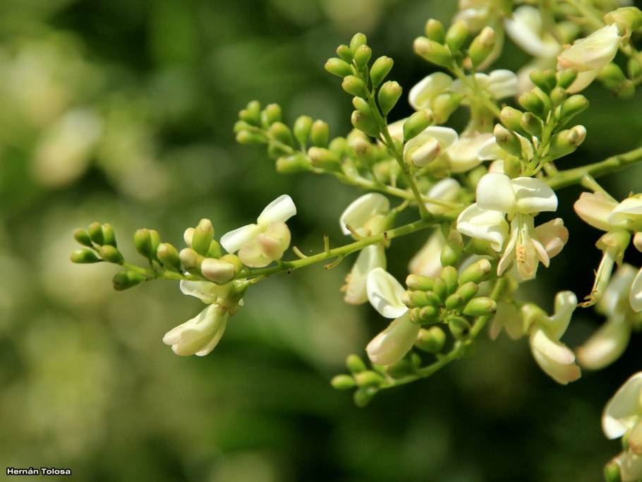 Дерево софора Крымская