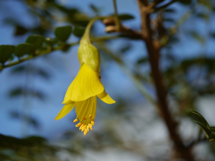 Sophora microphylla