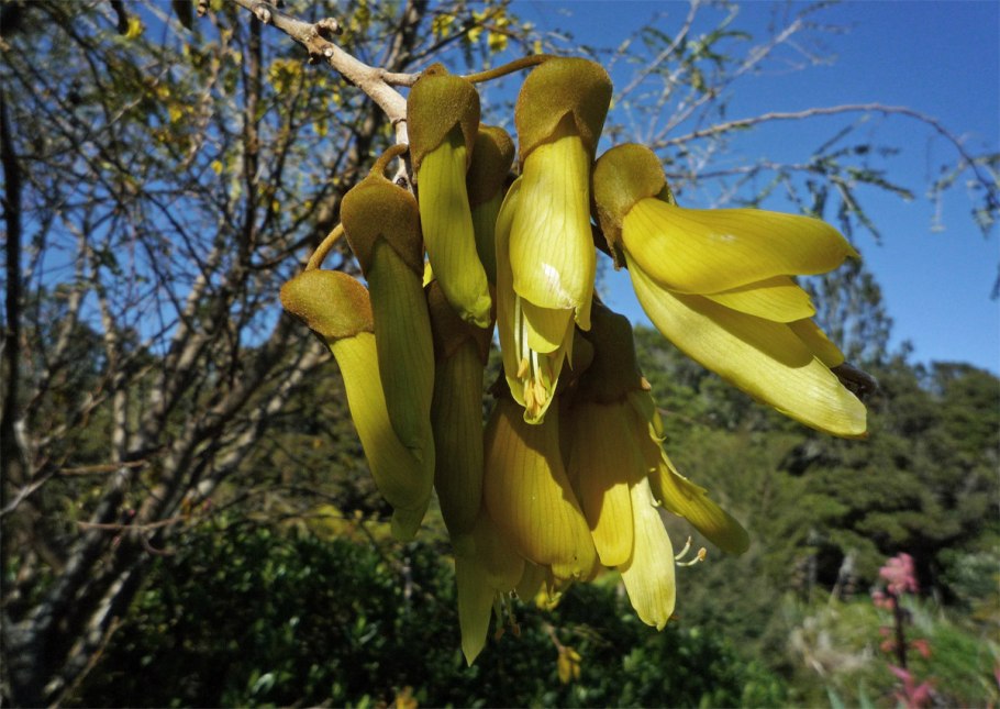 Миопорум дерево