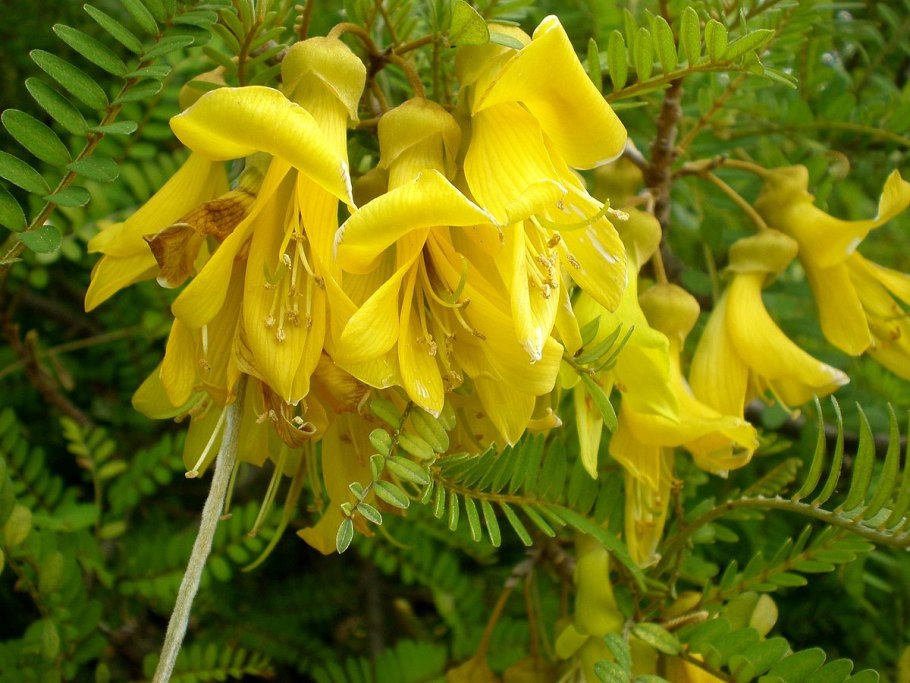 Софора толстоплодная (Sophora pachycarpa)
